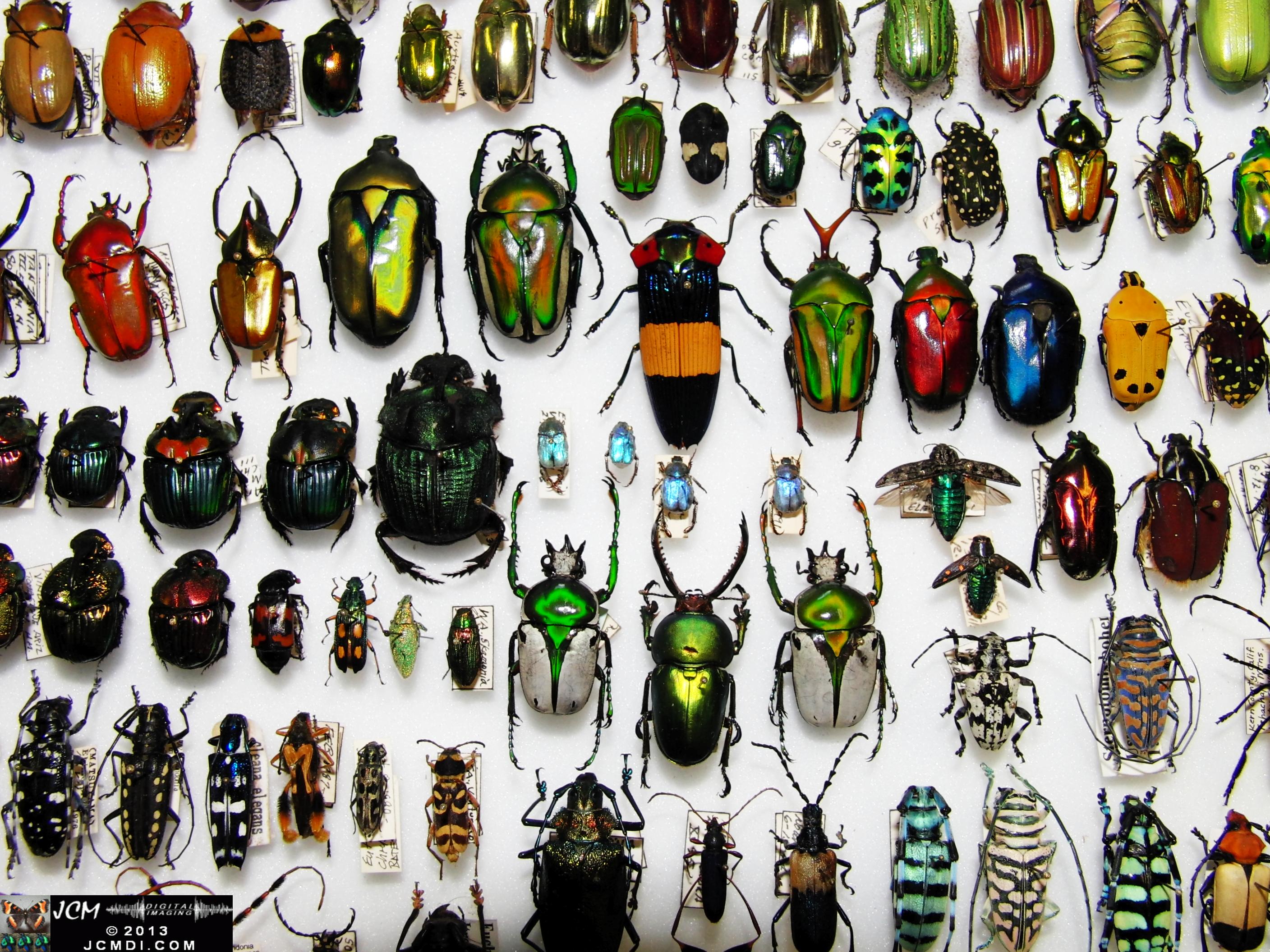 A large collection of colorful beetles 02-20-2010 
